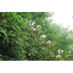 Rhododendron ungernii