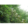 Rhododendron ungernii