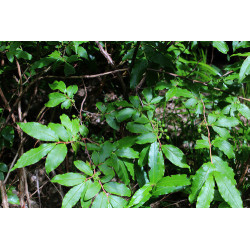 Vaccinium arctostaphylos