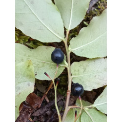 Vaccinium arctostaphylos
