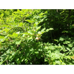 Vaccinium arctostaphylos