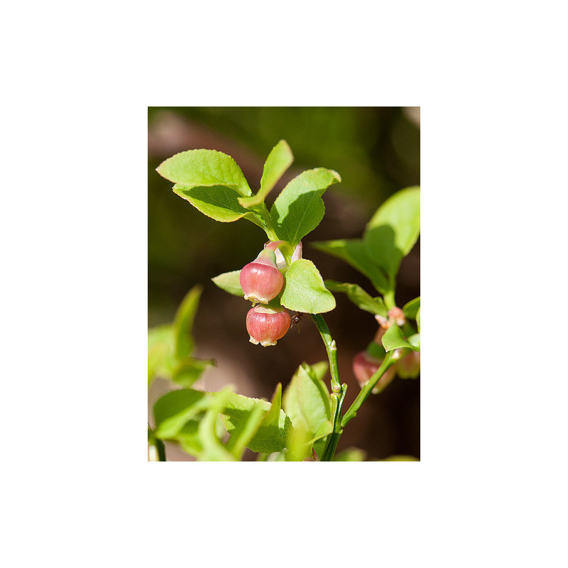 Vaccinium myrtillus