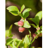 Vaccinium myrtillus