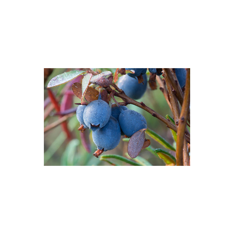 Vaccinium uliginosum