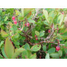 Vaccinium uliginosum