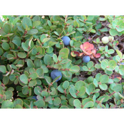 Vaccinium uliginosum