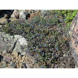 Vaccinium uliginosum