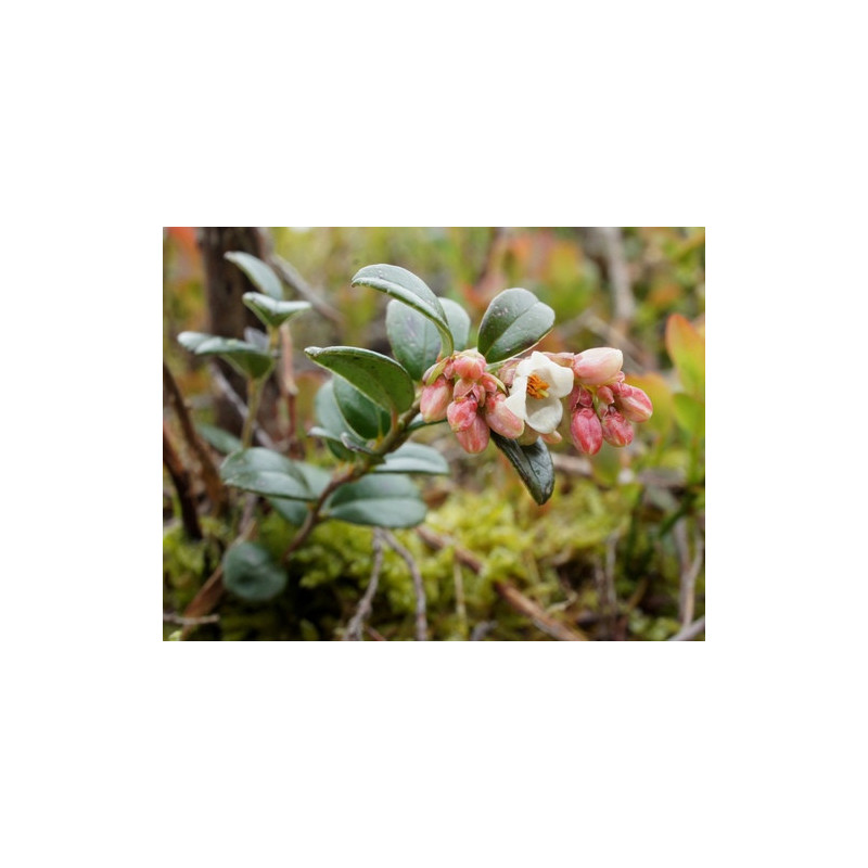 Vaccinium vitis
