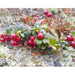 Vaccinium vitis