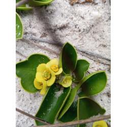 Euphorbia acanthothamnos