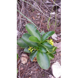 Euphorbia acanthothamnos
