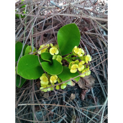 Euphorbia acanthothamnos