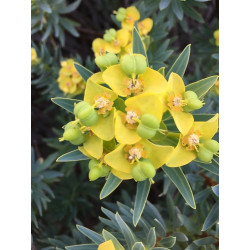 Euphorbia dendroides