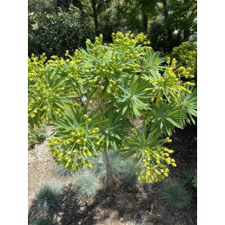 Euphorbia dendroides