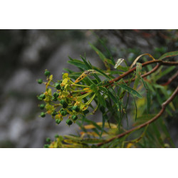 Euphorbia dendroides