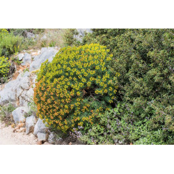 Euphorbia dendroides