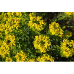 Euphorbia hierosolymitana