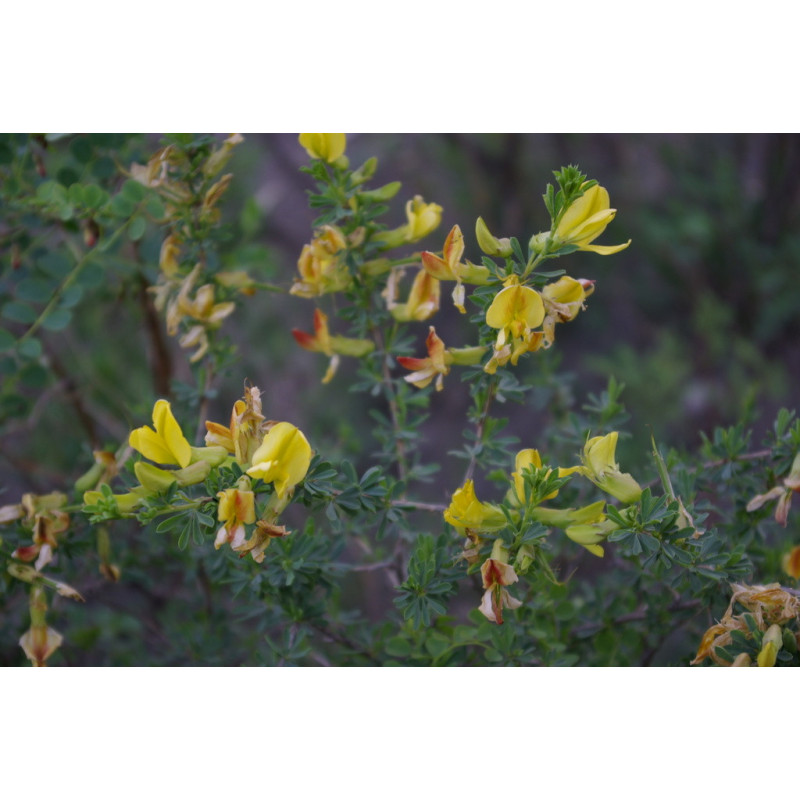 Caragana grandiflora