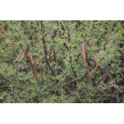 Caragana grandiflora