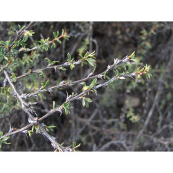 Caragana grandiflora