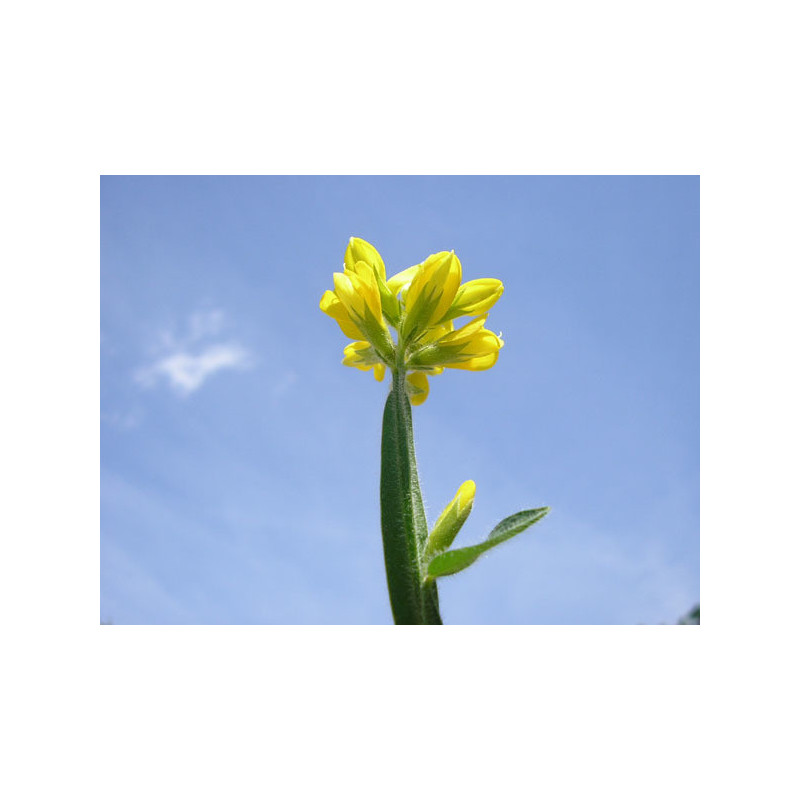 Chamaespartium sagittale