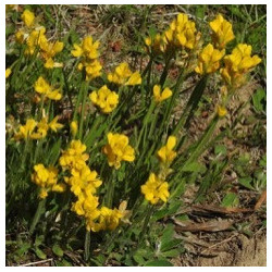 Chamaespartium sagittale