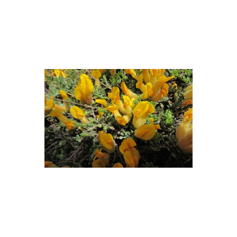 Cytisopsis dorycnifolia