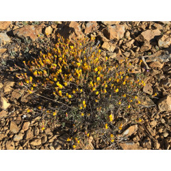 Cytisopsis dorycnifolia