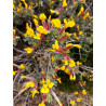 Cytisopsis dorycnifolia