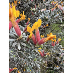 Cytisopsis dorycnifolia