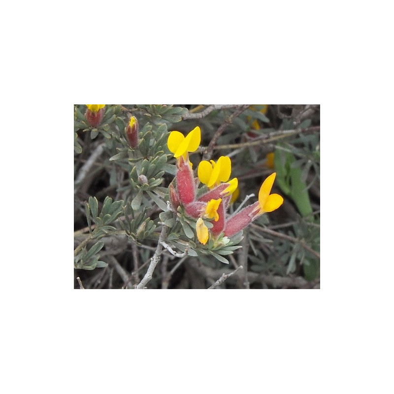 Cytisopsis pseudocytisus