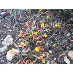 Cytisopsis pseudocytisus