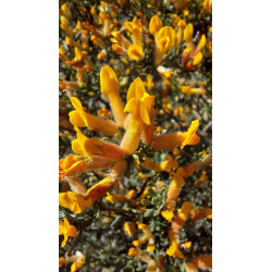 Cytisopsis pseudocytisus