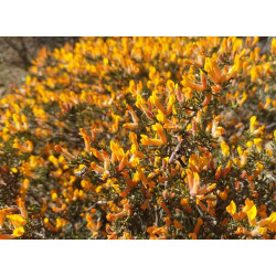 Cytisopsis pseudocytisus