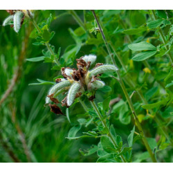 Cytisus drepanolobus