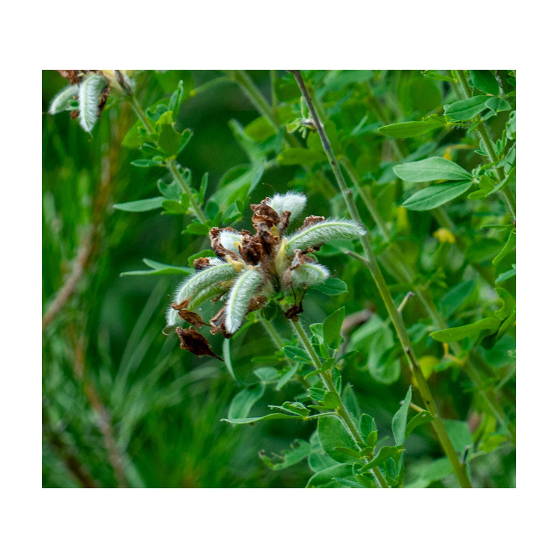 Cytisus drepanolobus