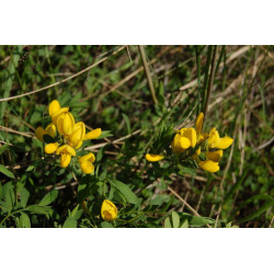 Cytisus procumbens