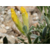 Cytisus pygmaeus