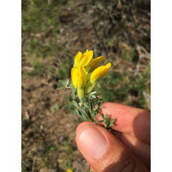 Cytisus pygmaeus