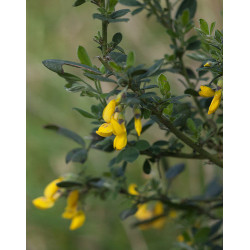 Cytisus villosus