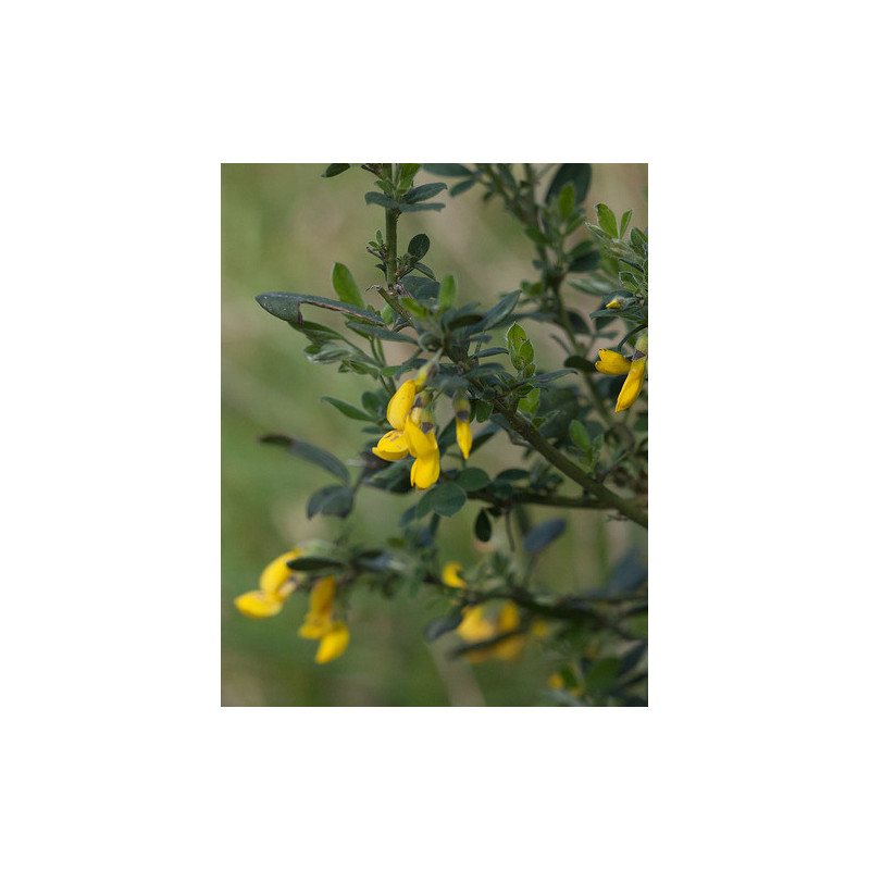 Cytisus villosus