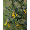 Cytisus villosus