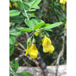 Cytisus villosus