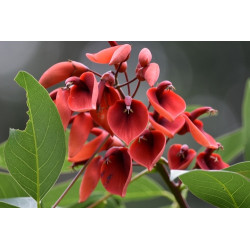 Erythrina crista-gall