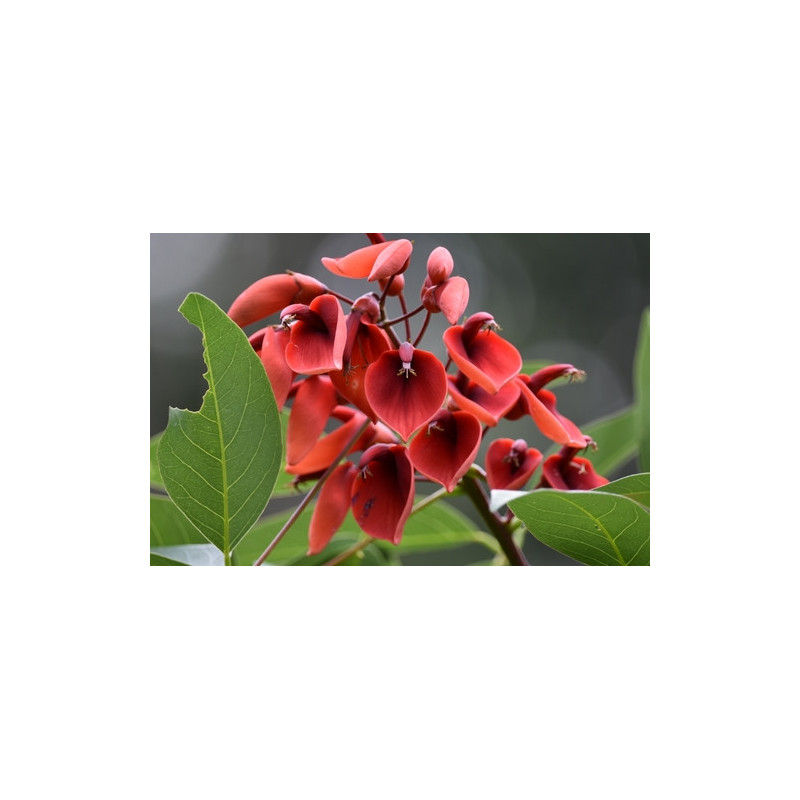 Erythrina crista-gall