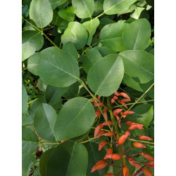 Erythrina crista-gall