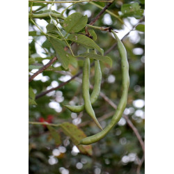 Erythrina crista-gall