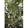 Erythrina crista-gall
