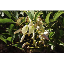 Erythrina crista-gall