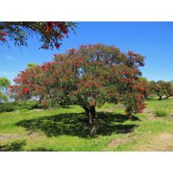 Erythrina crista-gall